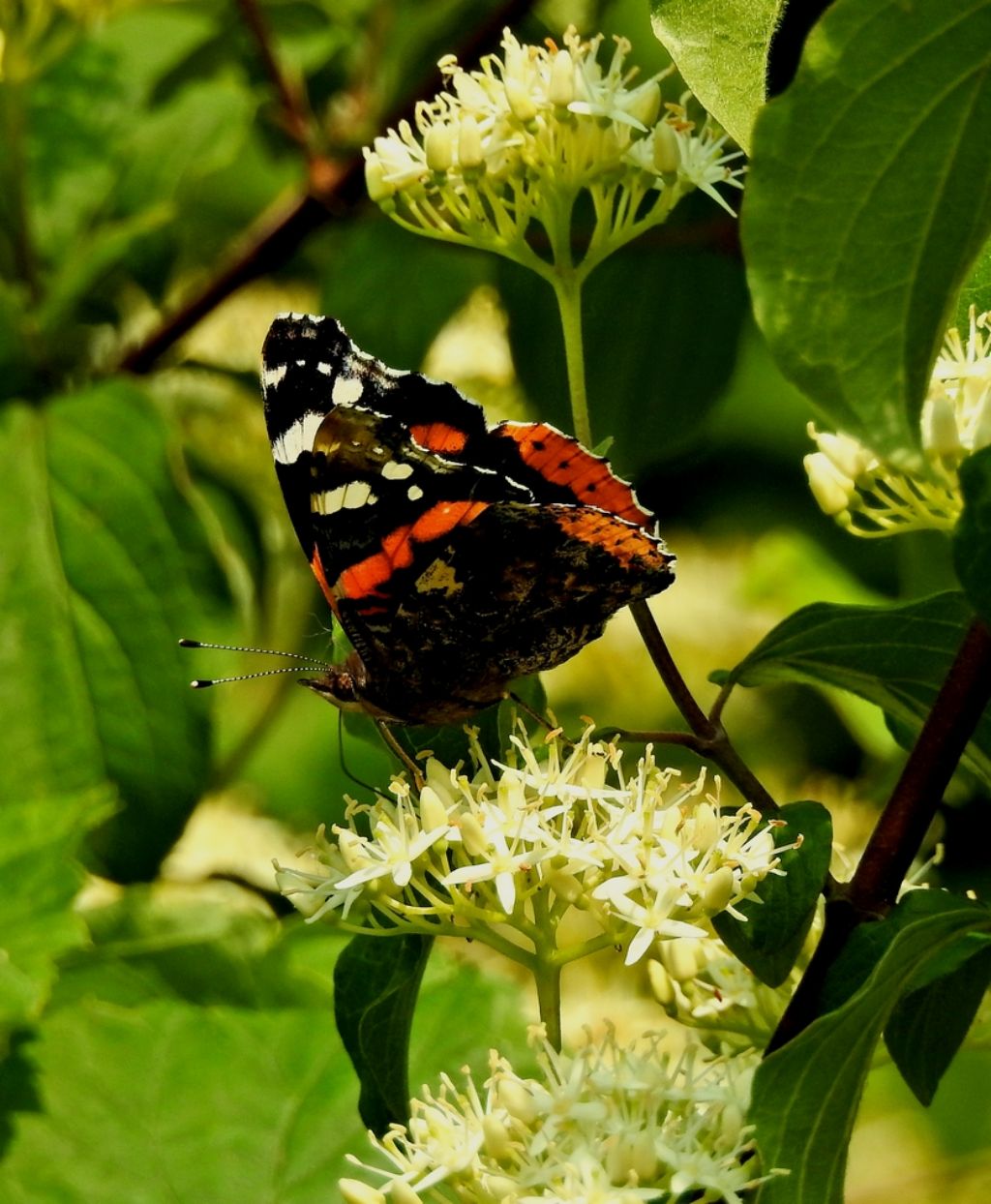 Vanessa atalanta